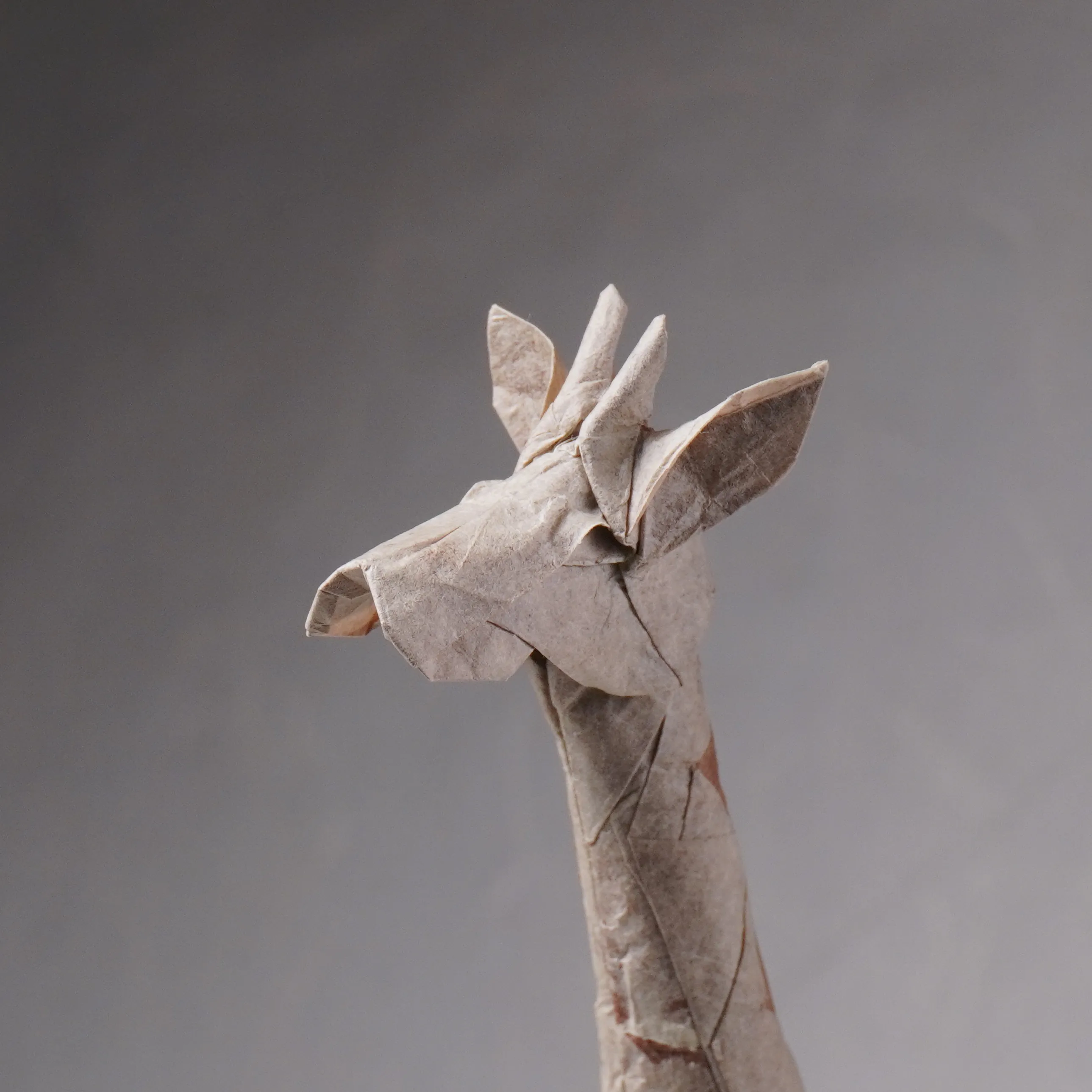 Giraffe — Bodo Haag