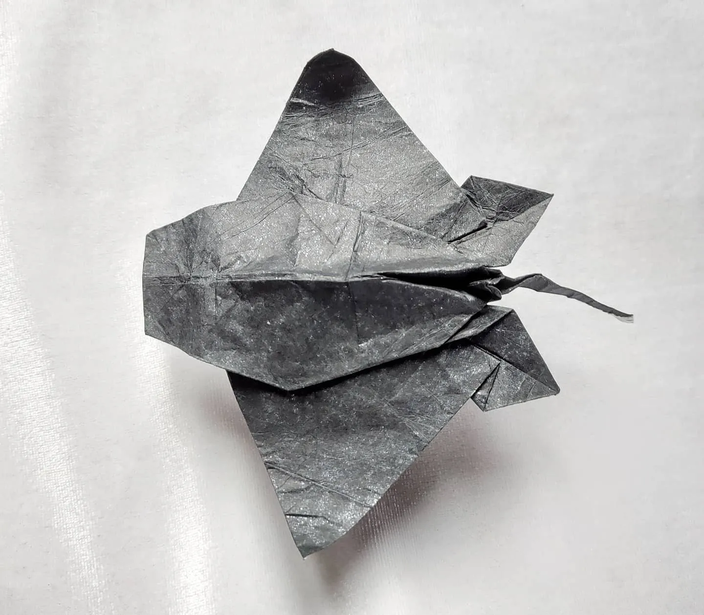 Eagle Ray - Satoshi Kamiya