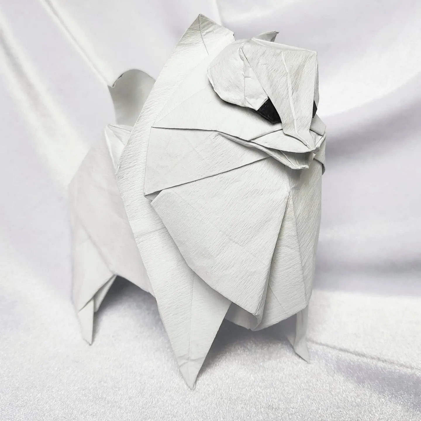 Pomeranian - Katsuta Kyohei