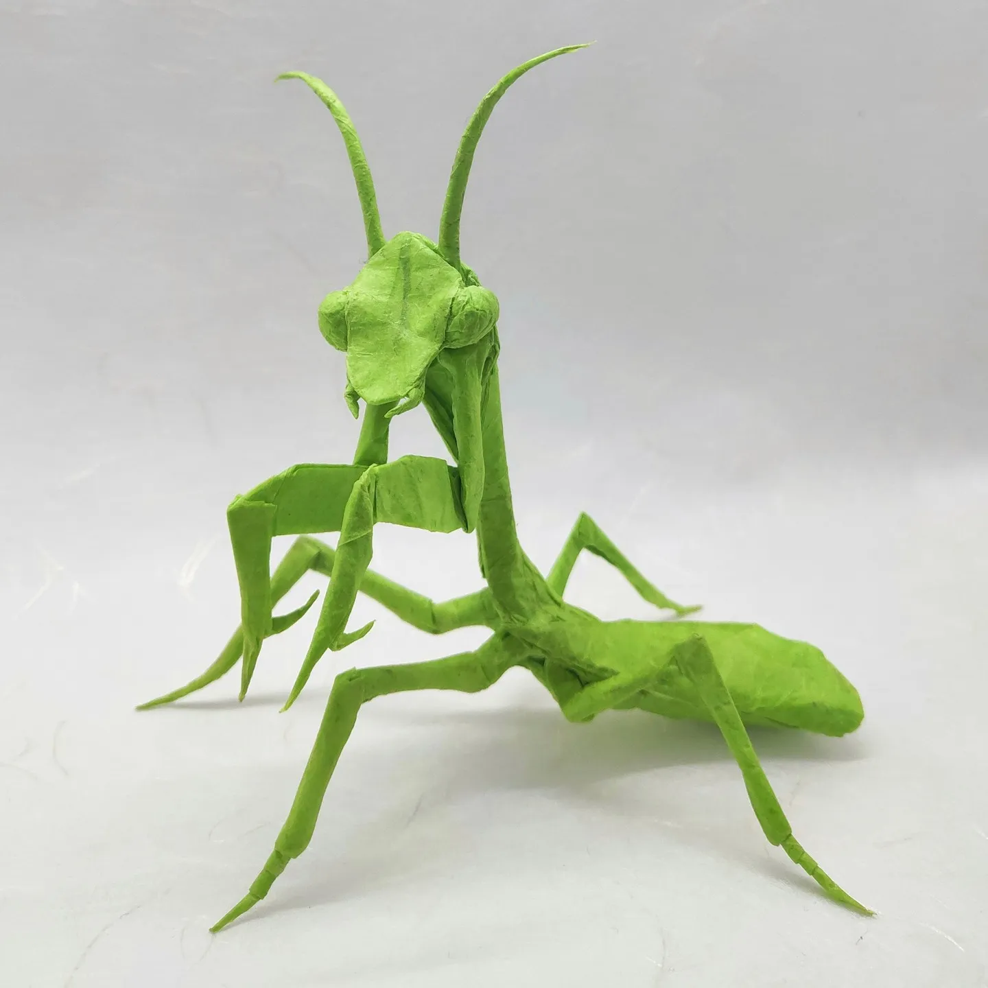 Praying Mantis - Sipho Mabona