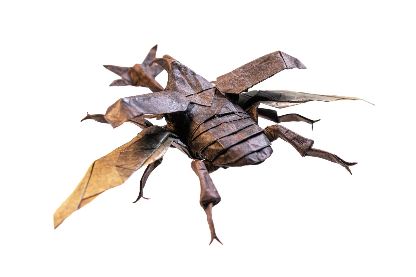 Flying Kabutomushi 2025