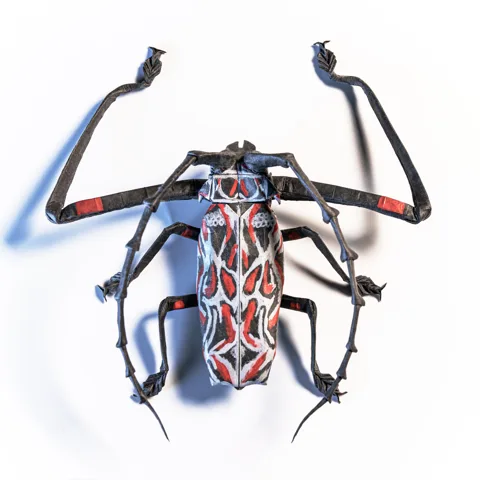 Harlequin Beetle