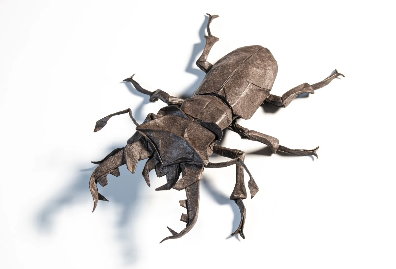 Lucanus Dybowsky Dybowsky␠
