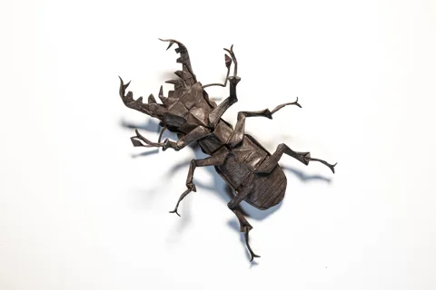 Lucanus Dybowsky Dybowsky␠