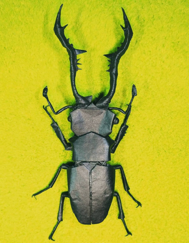 Prosopocoilus Giraffa 1.2
