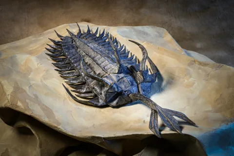 Walliserops Trilobite