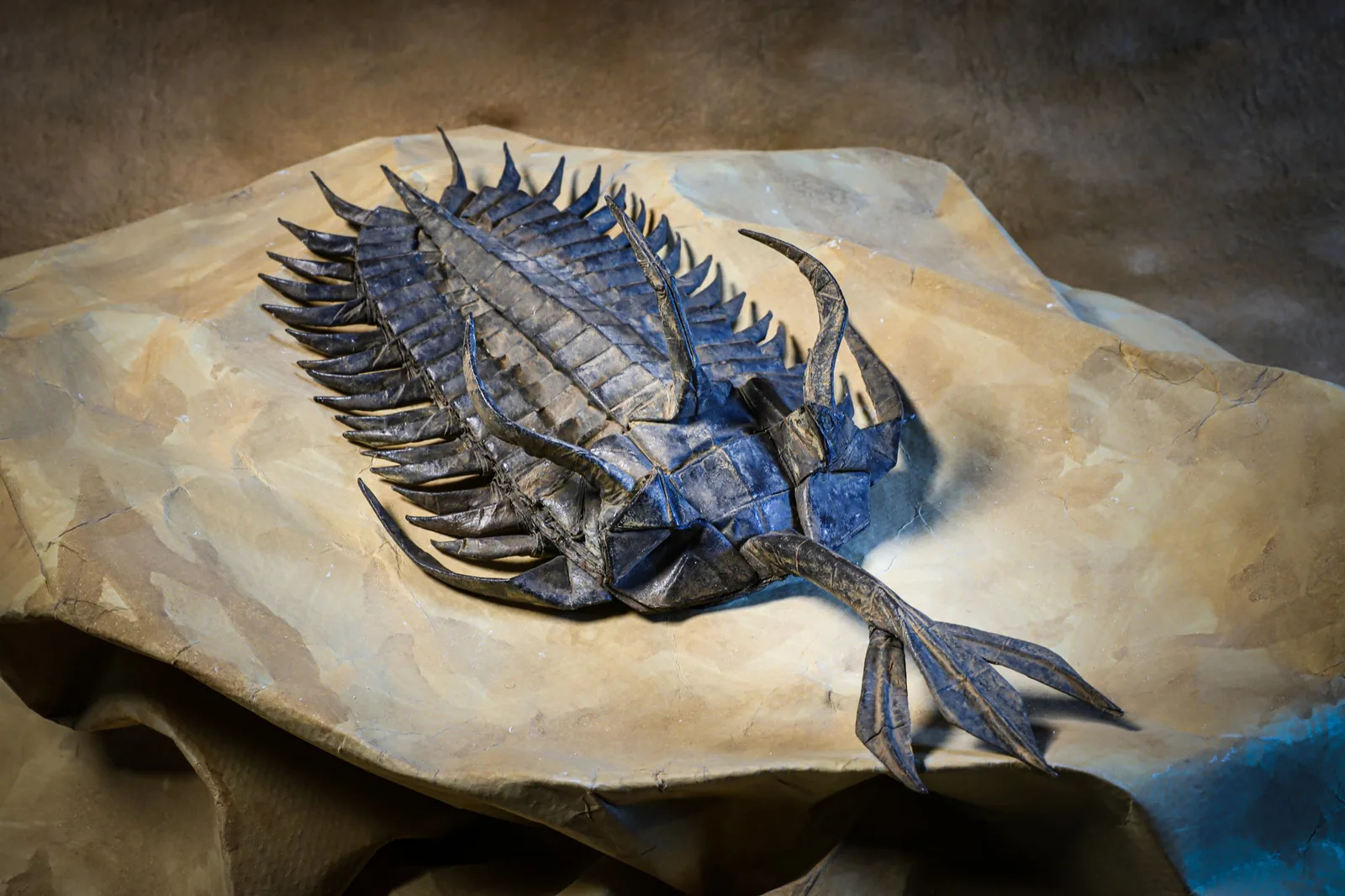 Walliserops Trilobite