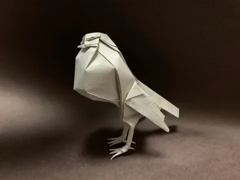 Pouter pigeon (bird)