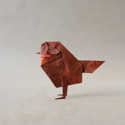 Robin