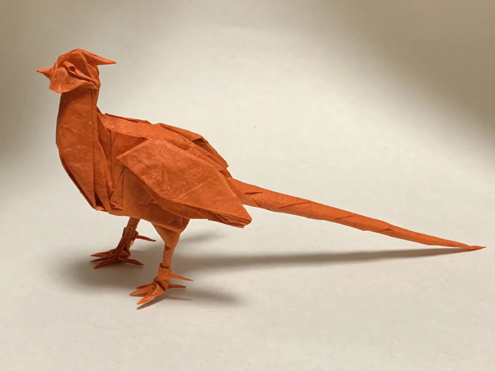 Japanese pheasant (bird)