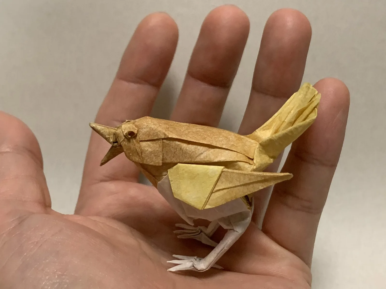 Japanese robin (bird)