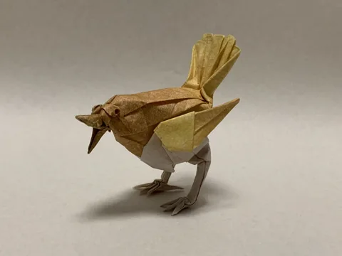 Japanese robin (bird)