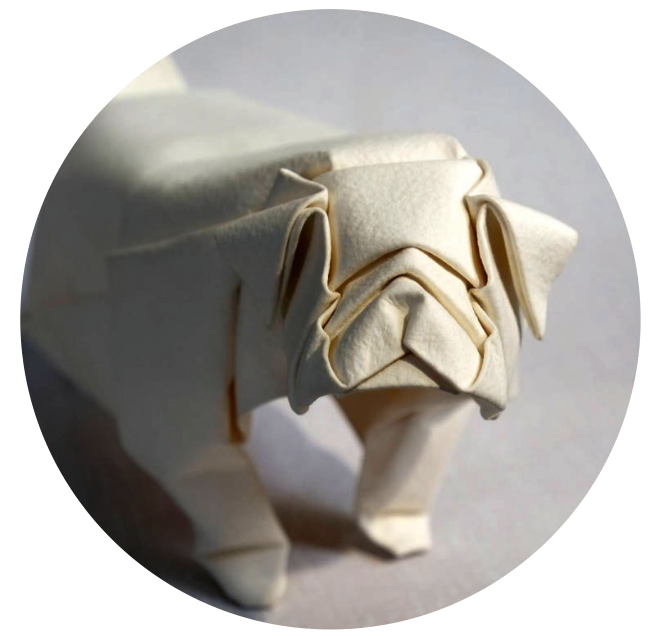 Pug