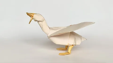 Duck