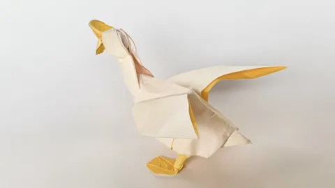 Duck