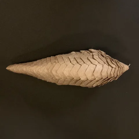 Giant Pangolin␠