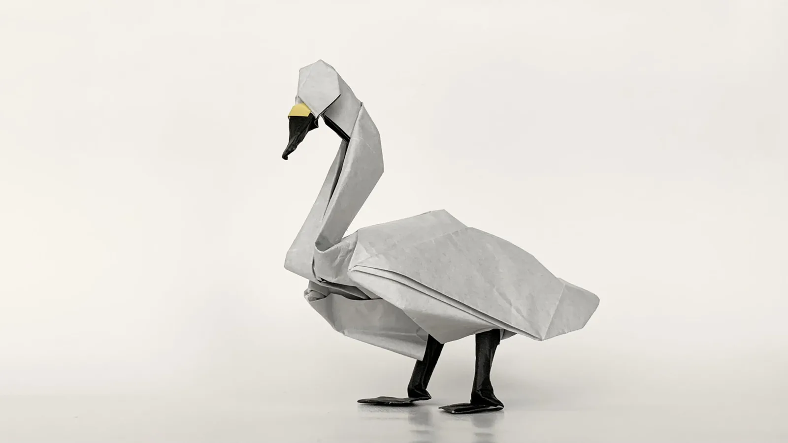 Swan