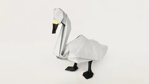 Swan