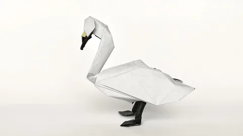 Swan