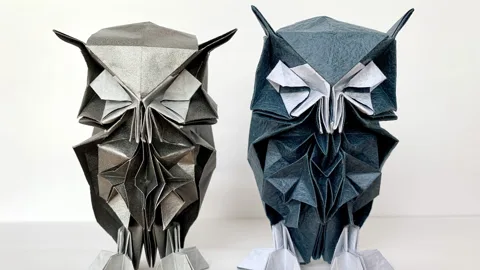 White Faced Owl