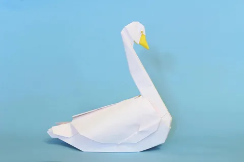 Tundra swan