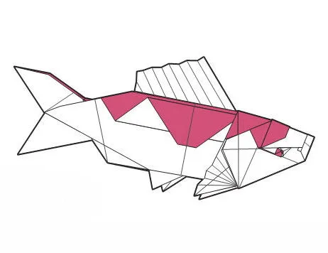 Koi carp