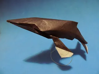 Humpback Whale