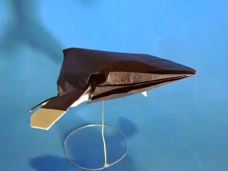 Humpback Whale