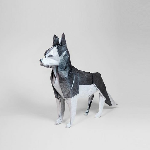 Husky (dog)