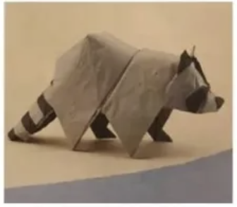 Raccoon