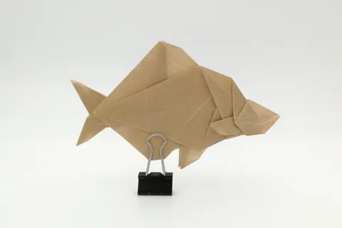 Bitterling (fish)