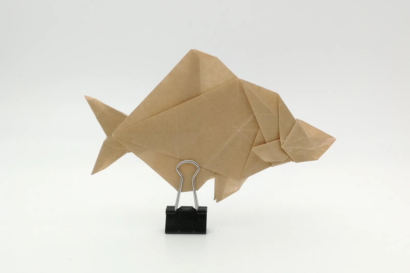 Bitterling (fish)