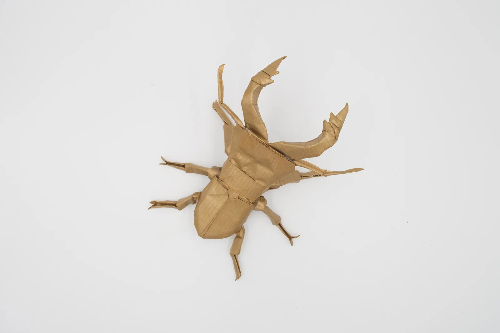 Cyclommatus beetle