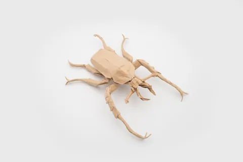 Dicranocephalus wallichi V2