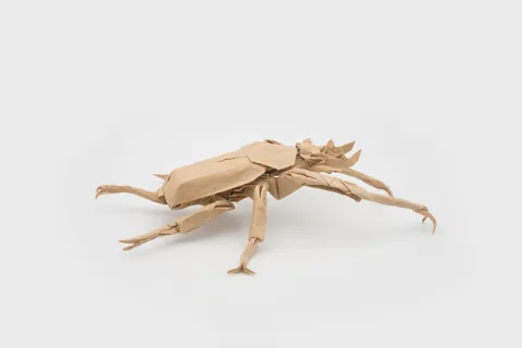 Dicranocephalus wallichi V2