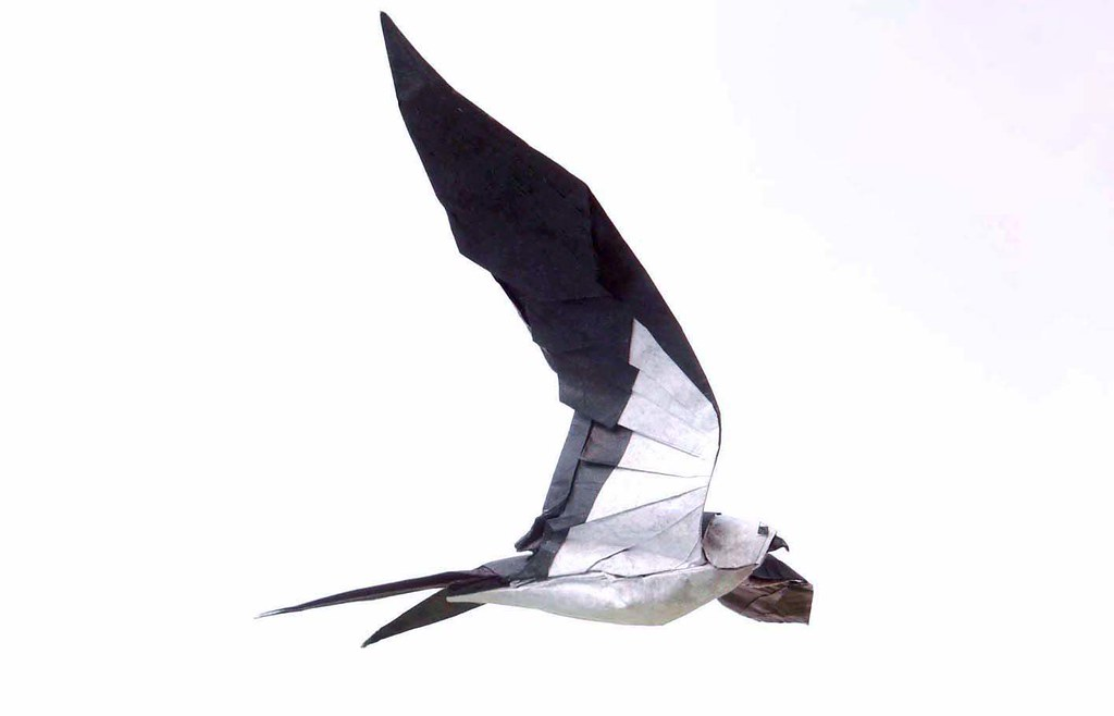 Swallow-tailed Kite