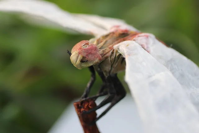 Autumn Darter