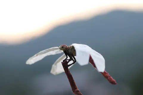 Autumn Darter