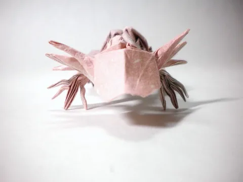 Axolotl