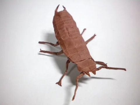 Earwig