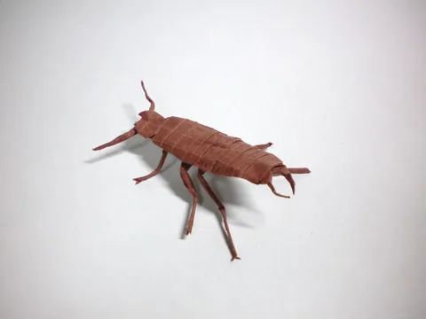 Earwig