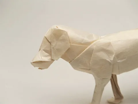 Labrador retriver