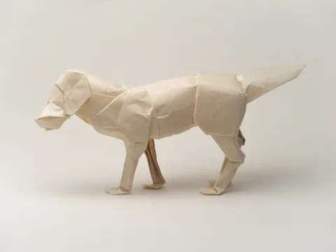 Labrador retriver