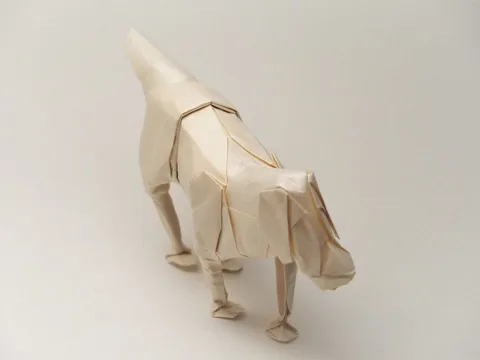 Labrador retriver