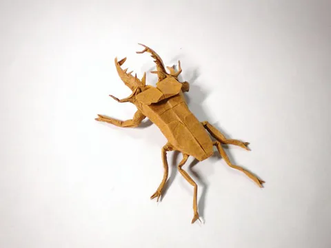Miyama Stag Beetle