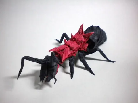 Polyrhachis lamellidens