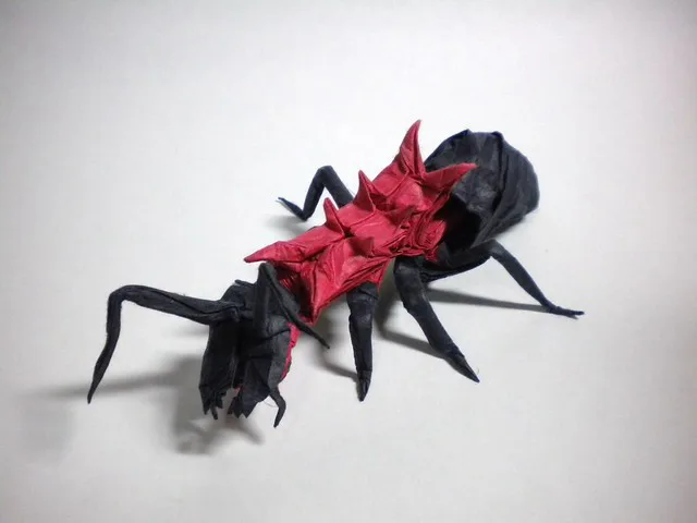 Polyrhachis lamellidens