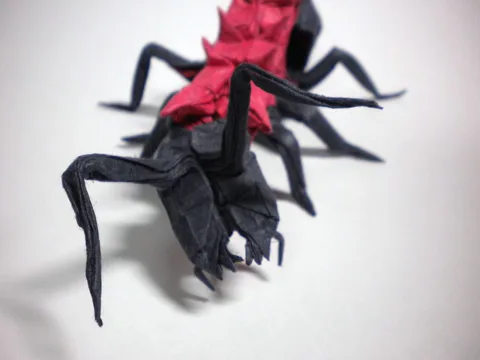 Polyrhachis lamellidens