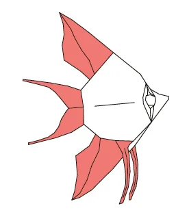 Veilteil angelfish