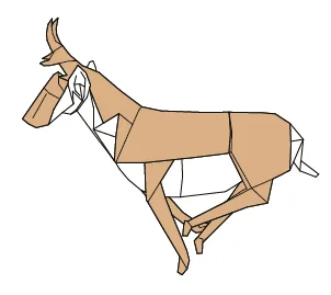 Pronghorn antelope
